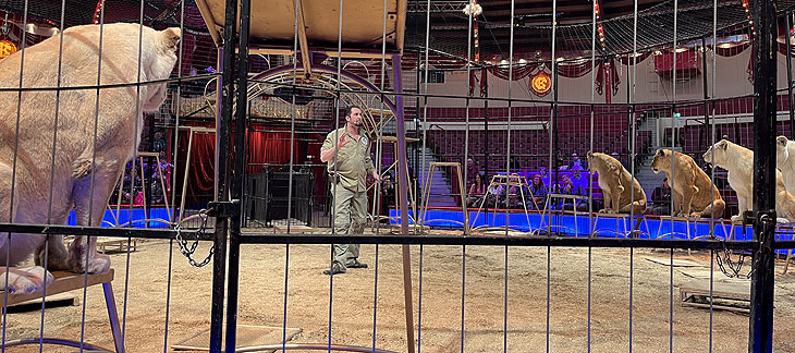 Circus Krone: öffentliche, kommentierte Raubtierprobe mit Martin Lacey jr. am 04.03.2023 (©Foto: Martin Schmitz)